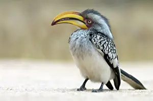 Omnivorous: Southern Yellow-billed Hornbill