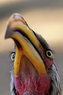 Omnivorous: Southern Yellow-billed Hornbill