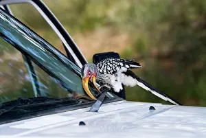 Naughty: Southern Yellow-billed Hornbill - Attacking windscreen