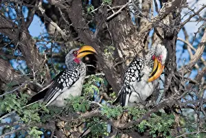 Camelthorn: Southern Yellow-billed Hornbill - Pair in camelthorn