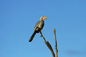 Tockus: Southern Yellow-billed Hornbill (Tockus
