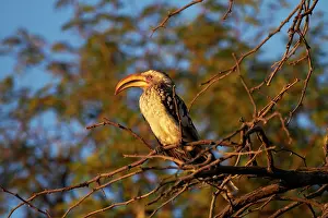 Tockus: Southern Yellow-billed Hornbill (Tockus
