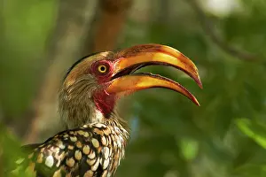 Hornbill: Southern Yellow-billed Hornbill (Tockus