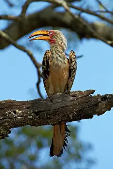 Hornbill: Southern Yellow-billed Hornbill (Tockus