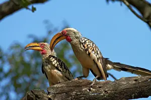 Hornbill: Southern Yellow-billed Hornbill (Tockus