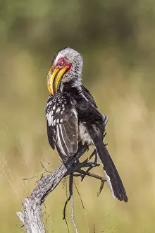 Bucerotidae: Southern yellow billed hornbill (Tockus leucomelas)