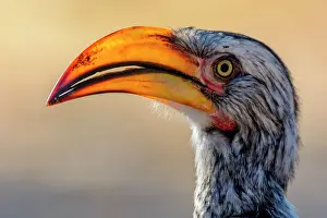 Hornbills: Southern yellow-billed hornbill (Tockus leucomelas)
