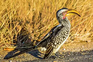 Tockus: Southern yellow-billed hornbill (Tockus leucomelas)