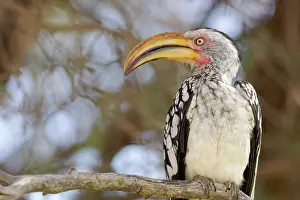 Hornbill: Southern yellow-billed hornbill (Tockus leucomelas)