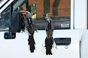 Tockus: Southern Yellow-billed Hornbills - Perched on vehicle