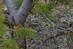 Sceloporus: Southwestern Fence Lizard
