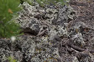 Concealment: Southwestern Fence Lizard