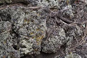 Sceloporus: Southwestern Fence Lizards