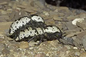 Reproduce: Southwestern Ironclad Beetles