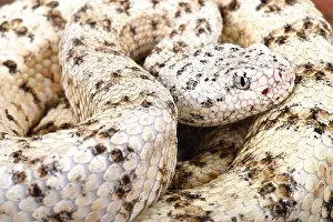 Nevada: Southwestern speckled rattlensnake (Crotalus mitchelli