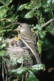 Flycatchers: Southwestern Willow Flycatchers