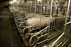 Lanes: Sow in a maternity ward in a pig farm France