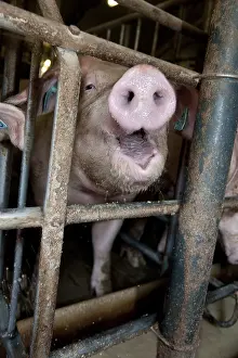 Rearing: Sow in a pig farm to a trough
