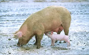 Sows: Sow with piglet