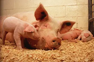 Sows: Sow with piglets