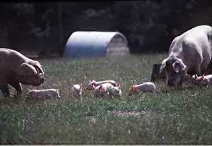 Piglets: SOW & PIGLETS