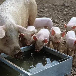 Pigs: Sow and piglets