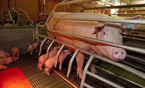 Rearing: Sow and piglets in a pig farm France