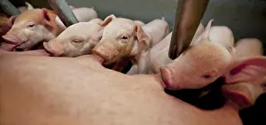 Rearing: Sow and piglets in a pig farm France