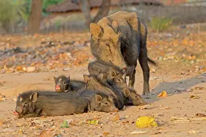 Madhya: Sow and piglets on a track - Bandhavgarh NP India