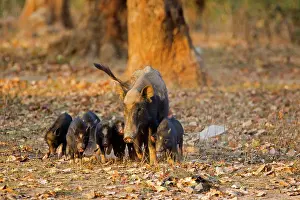 Madhya: Sow and piglets in the undergrowth - Bandhavgarh NP India