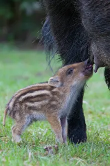 Boars: Sow suckling Wild Boar sow suckling piglet Germany