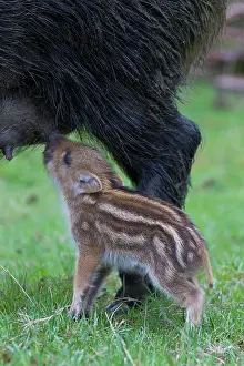 Boars: Sow suckling Wild Boar sow suckling piglet Germany