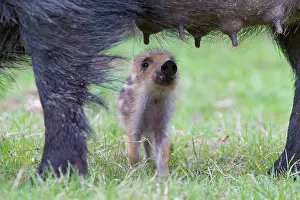 Boars: Sow suckling Wild Boar sow suckling piglet Germany