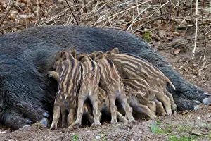 Boars: Sow suckling Wild Boar sow suckling piglets Germany