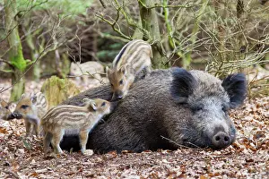 Boars: Sow suckling Wild Boar sow suckling piglets Germany