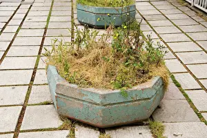 Weeds: Sow thistle, Sonchus oleraceus and other weeds growing