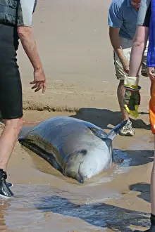 Rescues: Sowerby's Beaked Whale - found stranded on Blakeney Point