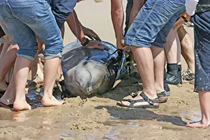 Rescues: Sowerby's Beaked Whale - found stranded on Blakeney Point
