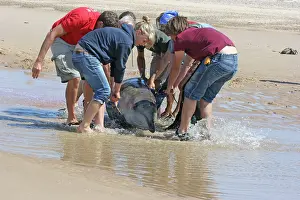 Rescues: Sowerby's Beaked Whale - found stranded on Blakeney Point