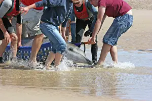 Rescues: Sowerby's Beaked Whale - found stranded on Blakeney Point