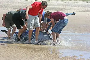Rescues: Sowerby's Beaked Whale - found stranded on Blakeney Point