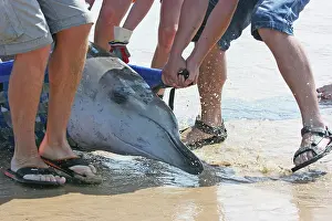 Rescues: Sowerby's Beaked Whale - found stranded on Blakeney Point