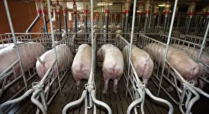 Lanes: Sows in Motherhood in a pig farm