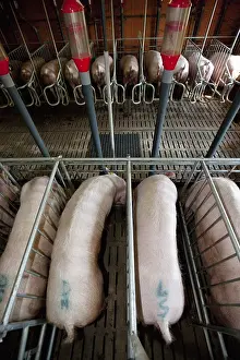 Lanes: Sows in Motherhood in a pig farm