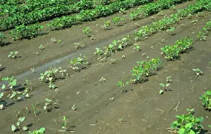 Heavy: Soy Crop affected by Heavy Rain