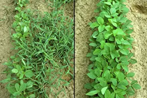 Competition: Soy growth with and without weed control