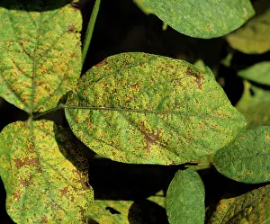 Soya: Soya Rust (Phakopsora pachyrhizi)