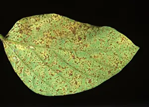 Soya: Soya Rust (Phakopsora pachyrhizi)