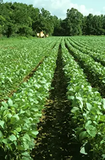 Soya: Soyabean crop