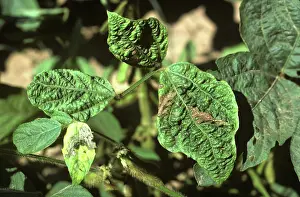 Distorted: Soyabean Mosaic Virus